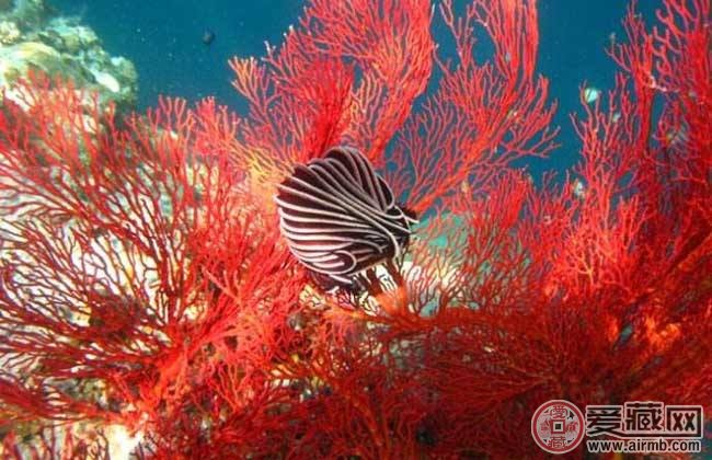 怎样鉴定红珊瑚真假