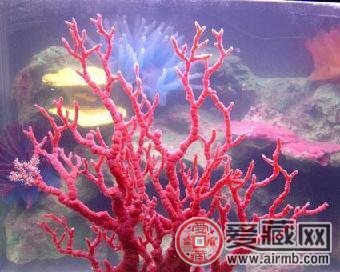 红珊瑚鉴别方法