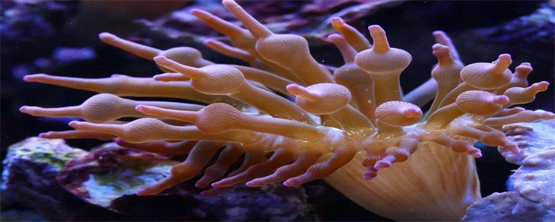 珊瑚怎么鉴定真假鉴别
