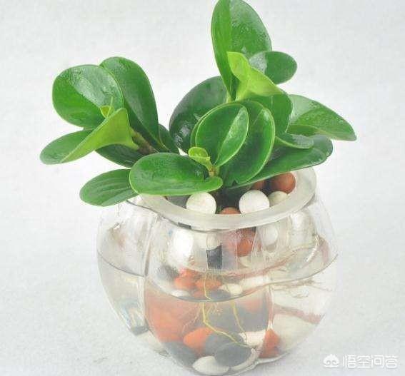 和田碧玉能泡水养吗,植物绿碧玉是否可以水培？