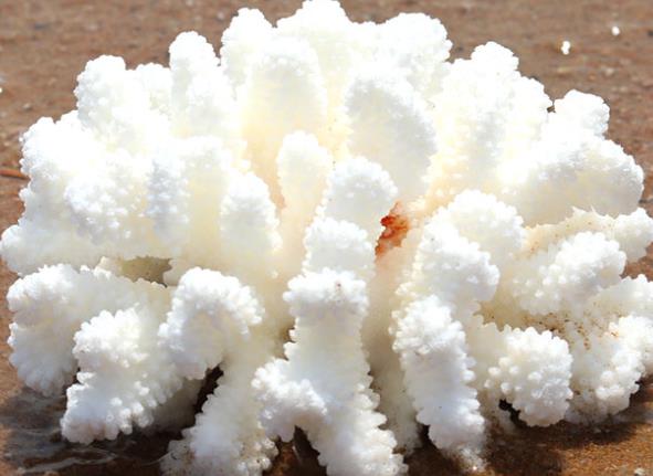 白珊瑚的寓意和象征-什么样的好