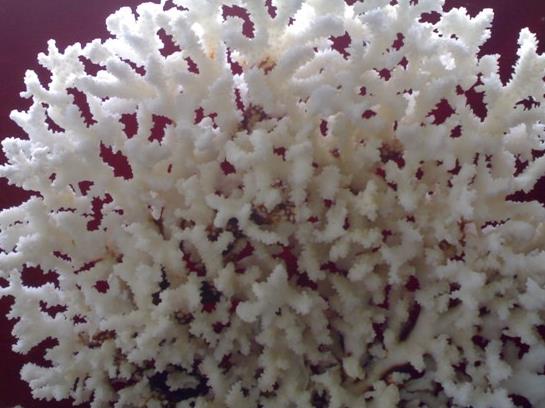 白珊瑚是国家保护的吗-值钱吗