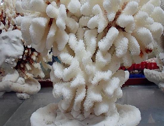 白珊瑚的价格-白珊瑚可以买卖吗