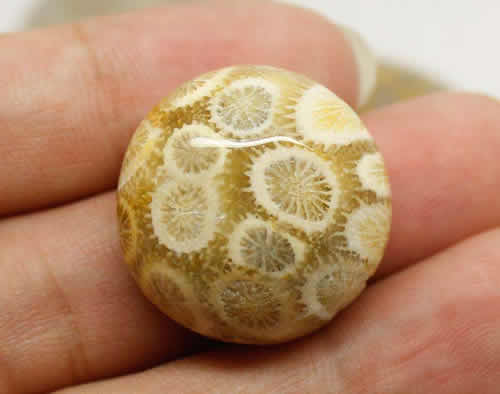 珊瑚玉是什么 珊瑚玉如何