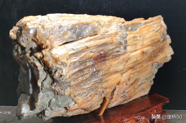 最贵的树化玉原石图片,什么树的化石比较有价值？