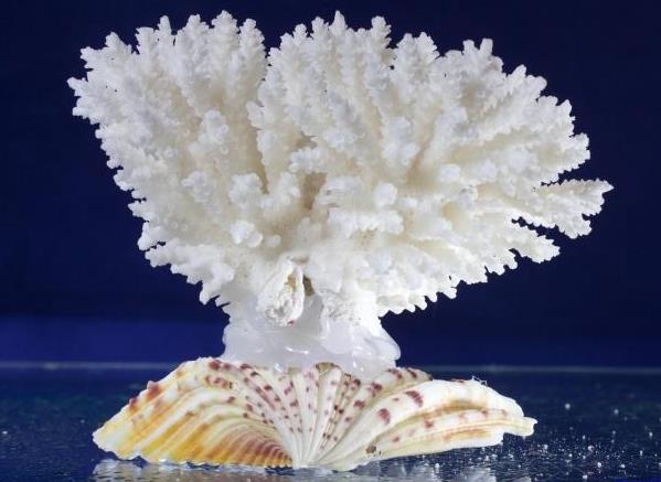白珊瑚的功效与作用是什么