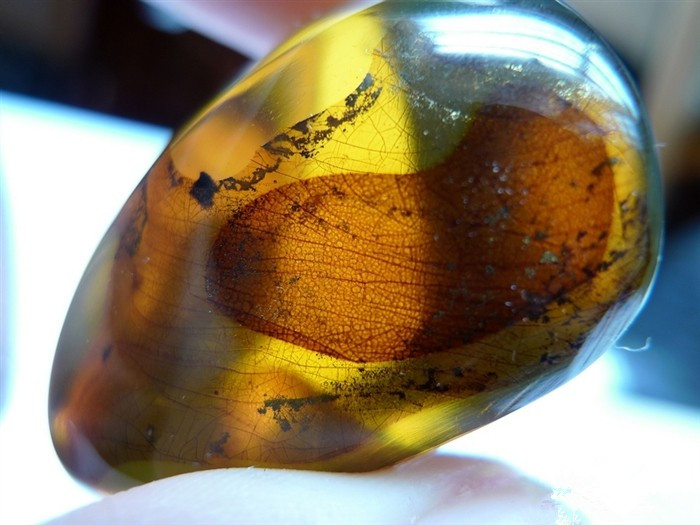 为何称虫珀是远古生物的水晶棺