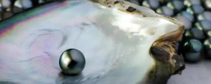 珍珠母贝是什么材质