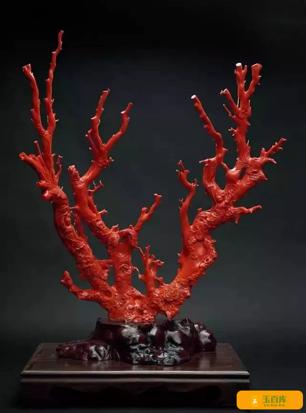 红珊瑚为何如此昂贵？有人知道吗？(图5)
