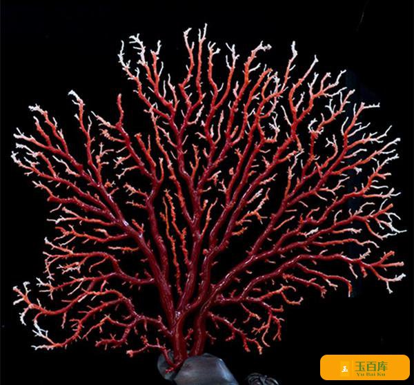 这几种红珊瑚仿品已让百万人吃药