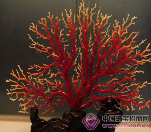 红珊瑚保养与净化方法