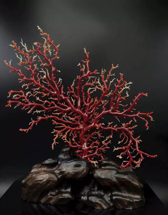 春季过后，炎炎夏日，你需知道的红珊瑚保养知识 ！