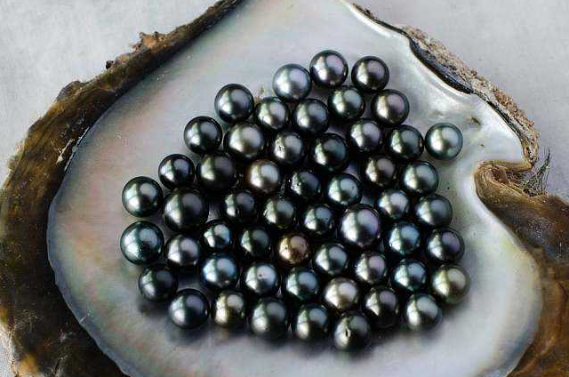 什么是黑珍珠