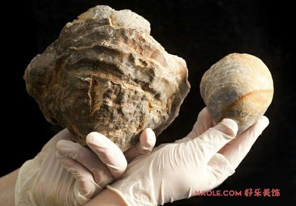 近1亿年牡蛎化石惊现英国，预测其内藏世界最大颗珍珠